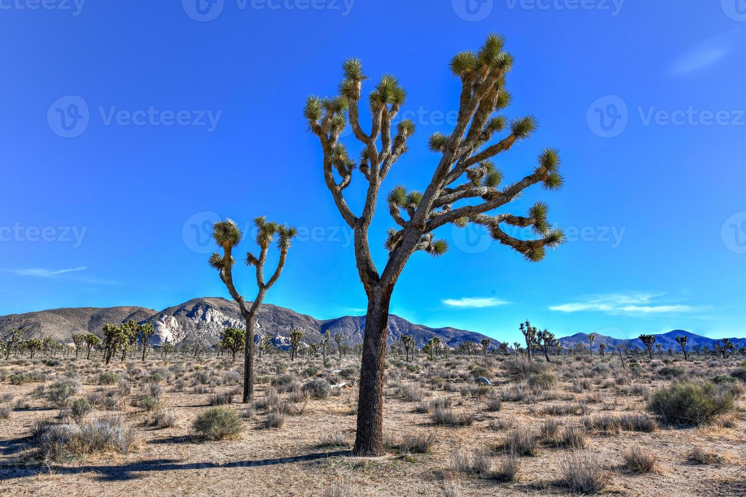 beau paysage dans le parc national de joshua tree en californie. photo