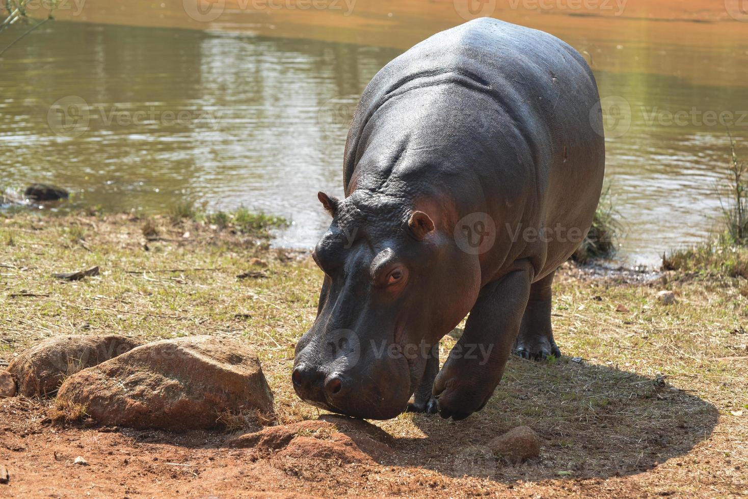 hippopotame dans le sanctuaire de la faune de mlilwane. photo