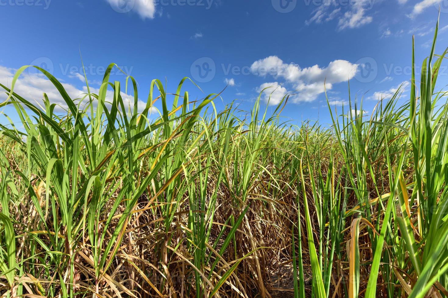champs de canne à sucre dans une plantation à guayabales, cuba. photo