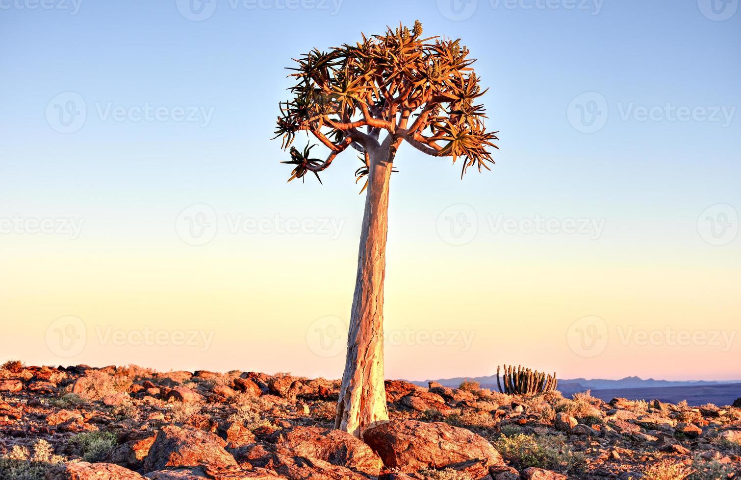 arbre carquois - namibie photo