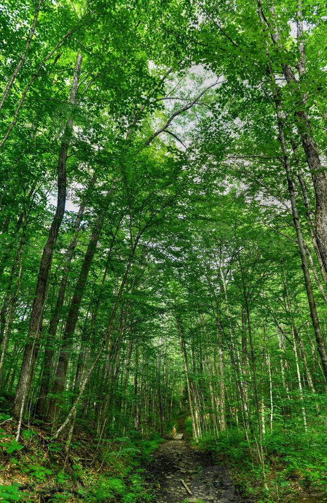 vue le long d'un sentier de randonnée panoramique entouré de grands arbres d'un vert éclatant. photo