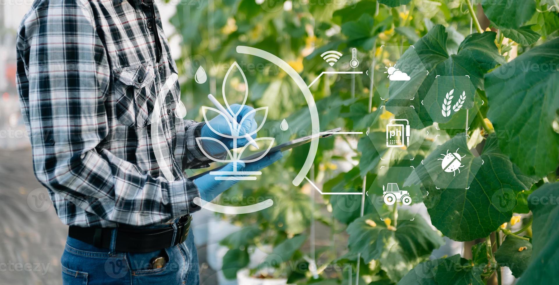 homme agriculteur utilisant une tablette numérique dans le champ, application technologique dans l'activité de croissance agricole, photo