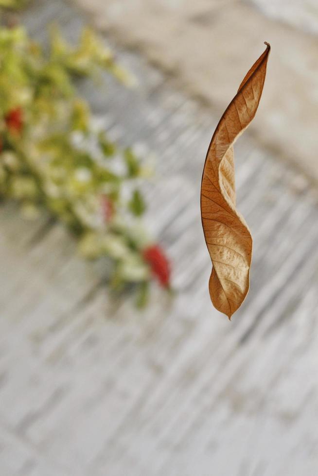 feuille sèche tombant d'un arbre en plein air tourné à karachi pakistan 2022 photo