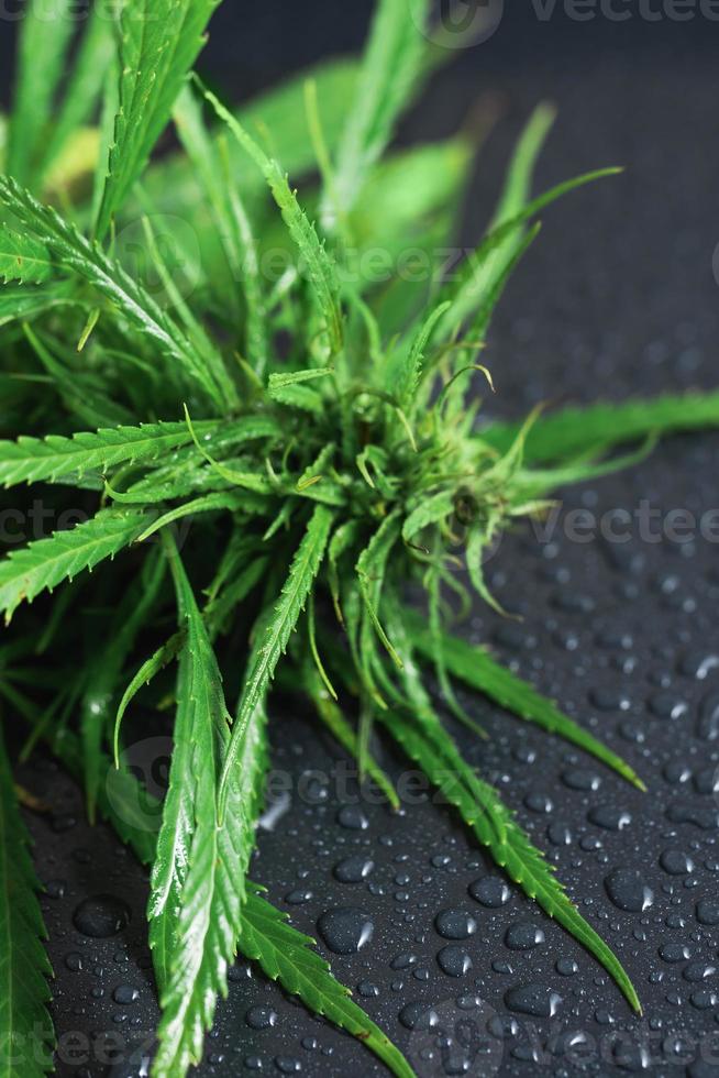 plante de cannabis verte sur une surface humide noire photo
