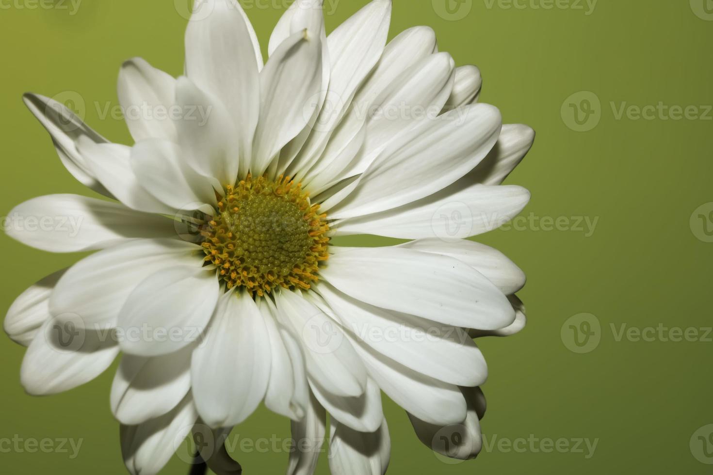 marguerite commune. vue frontale, gros plan photo