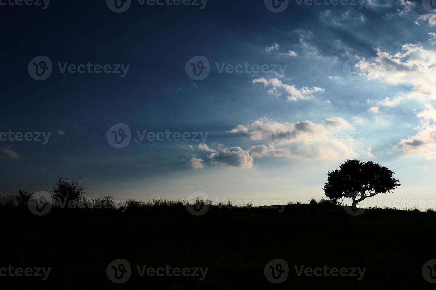 belle silhouette d'un arbre au coucher du soleil. photo