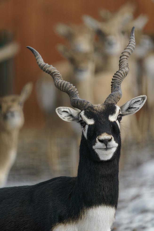 blackbuck au zoo photo