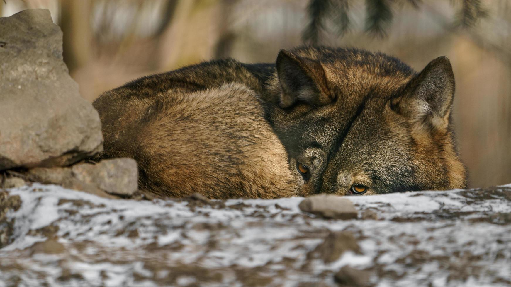 loup gris au repos photo