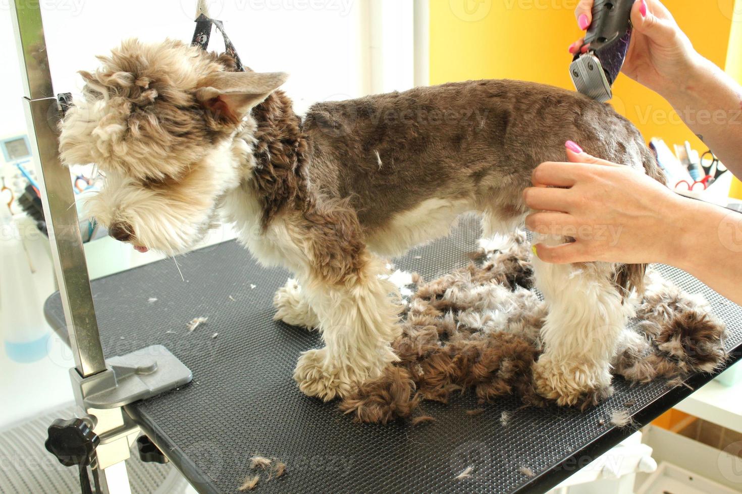 mains de toiletteur femme fait une coupe de cheveux de race avec tondeuse de yorkshire terrier dans un salon de toilettage. utilisation d'un outil pour peigner la laine. concept professionnel de soins aux animaux de compagnie. gros plan avec espace de copie pour le texte photo