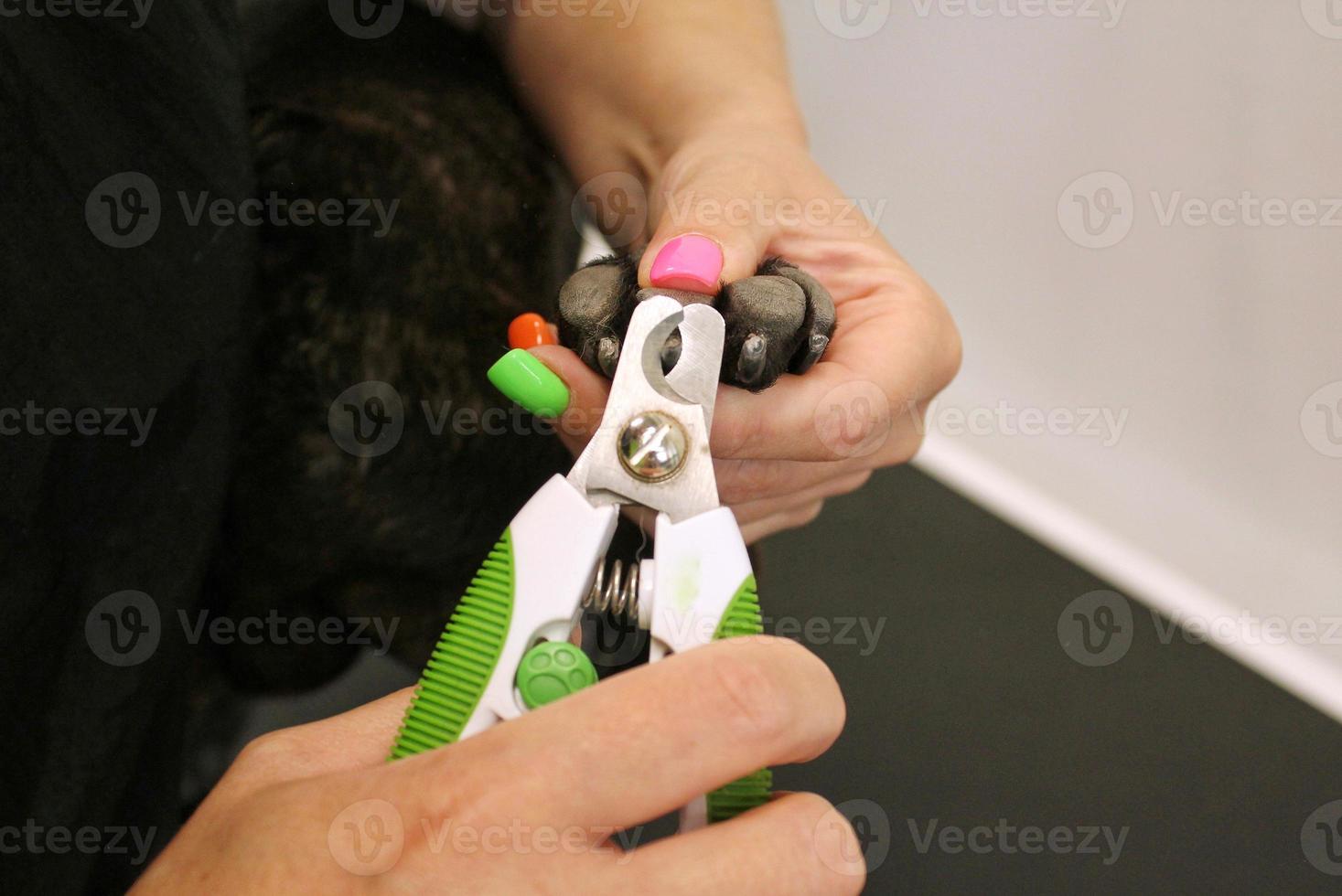 patte de chien et coupe-ongles dans les mains de la femme du toiletteur. griffes polonaises, coupe, coupe, coupe, manucure du concept d'animaux de compagnie. soins d'hygiène animale. procédure de beauté professionnelle dans un salon de toilettage. fermer photo