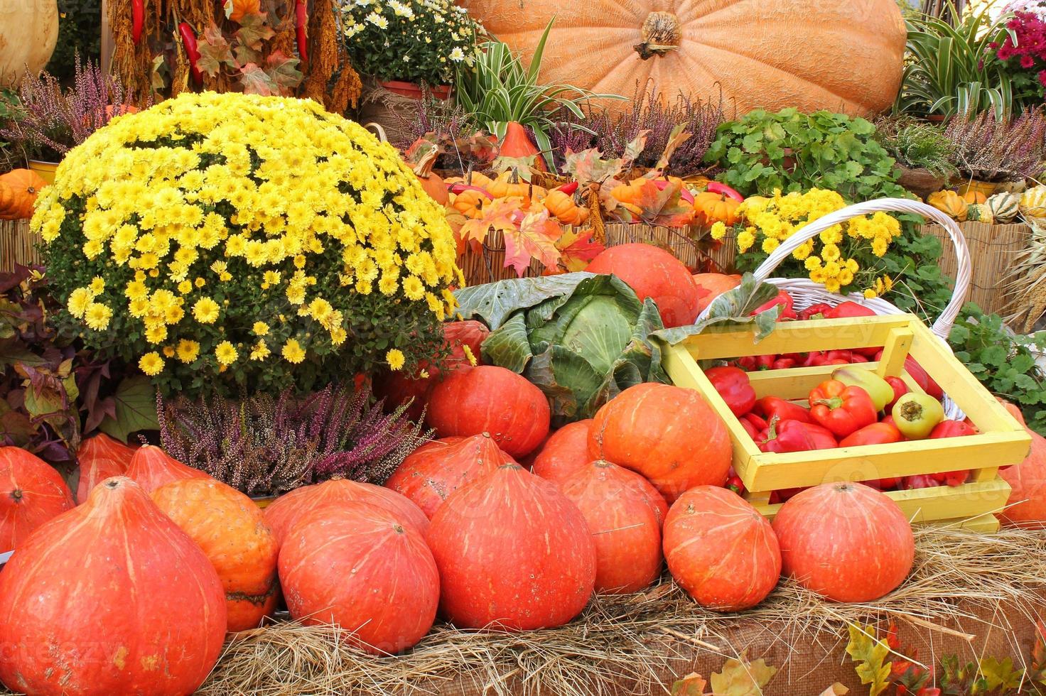 citrouille et légumes biologiques dans une boîte en bois sur une foire agricole. récolte du concept de temps d'automne. plante naturelle d'automne de jardin. décor d'halloween d'action de grâces. fond rural de ferme festive. nourriture végétalienne. photo