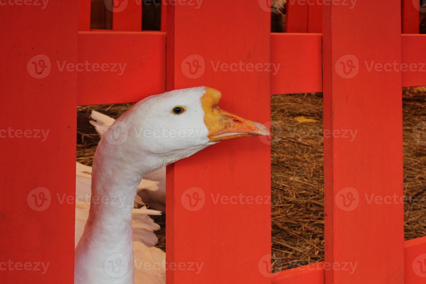 oie blanche sur foin d'herbe sèche à l'arrière-cour de la ferme d'animaux avec clôture en bois rouge. oiseau de compagnie domestique. paysage de campagne. naturel, biologique, culture, concept d'agriculture. entreprise agricole. agrotourisme photo