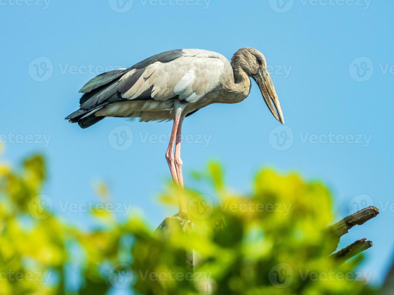 cigogne à bec ouvert perchée sur un arbre photo