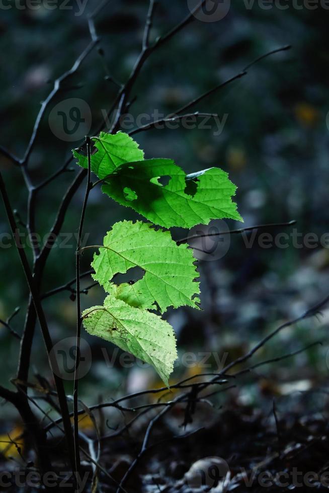 quelques feuilles vertes juteuses de printemps de jeunes arbres avec des trous sur une branche près d'un sol sombre photo