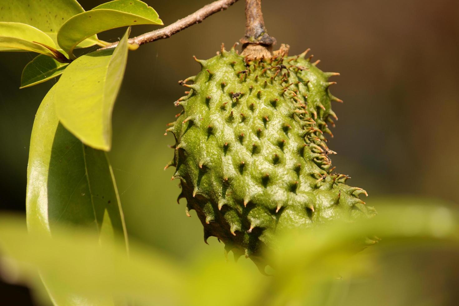 l'anone épineuse est accrochée à l'arbre. photo