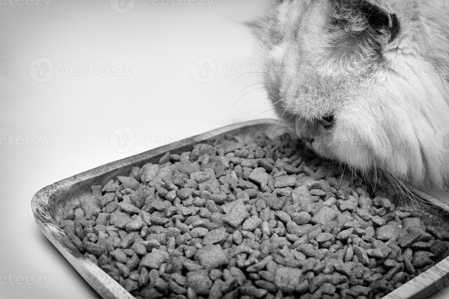gros plan sur un chat persan blanc mangeant de la nourriture sèche pour chat servant sur une planche en bois. isolé sur blanc. ton noir et blanc photo