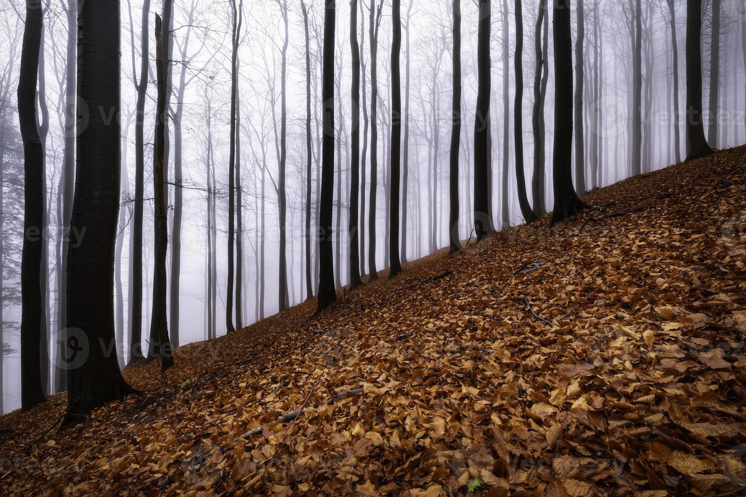 forêt de hêtres d'automne photo