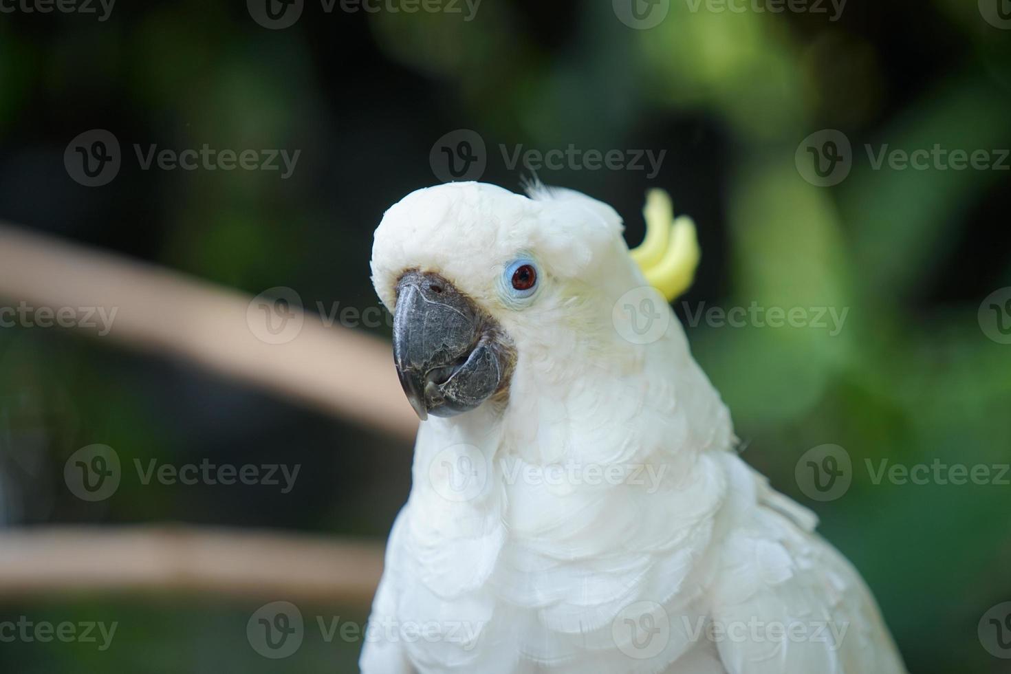 photo gros plan d'une tête de cacatoès à crête jaune, regardant la caméra, oiseau, animal