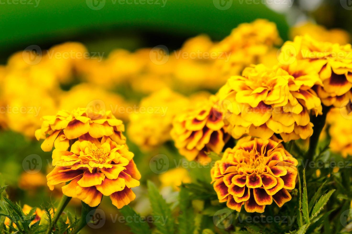 fleurs de souci dans le jardin en été, fleurs jaunes, belles fleurs en été dans la belle journée fleurs d'herbes photo