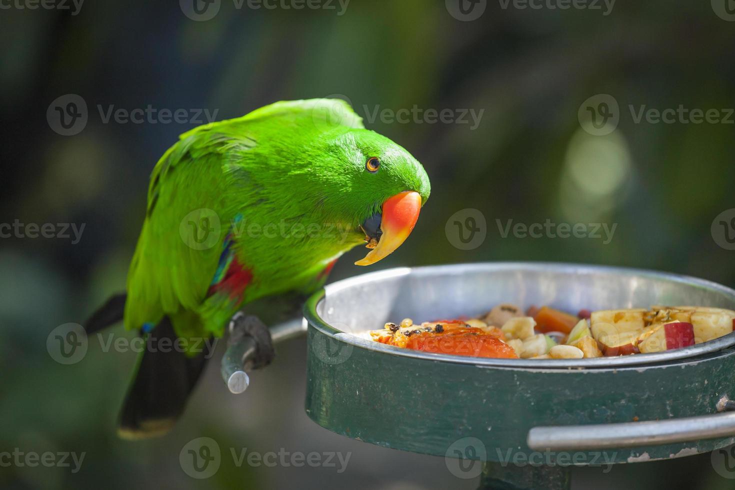 perroquet eclectus indonésien mâle photo