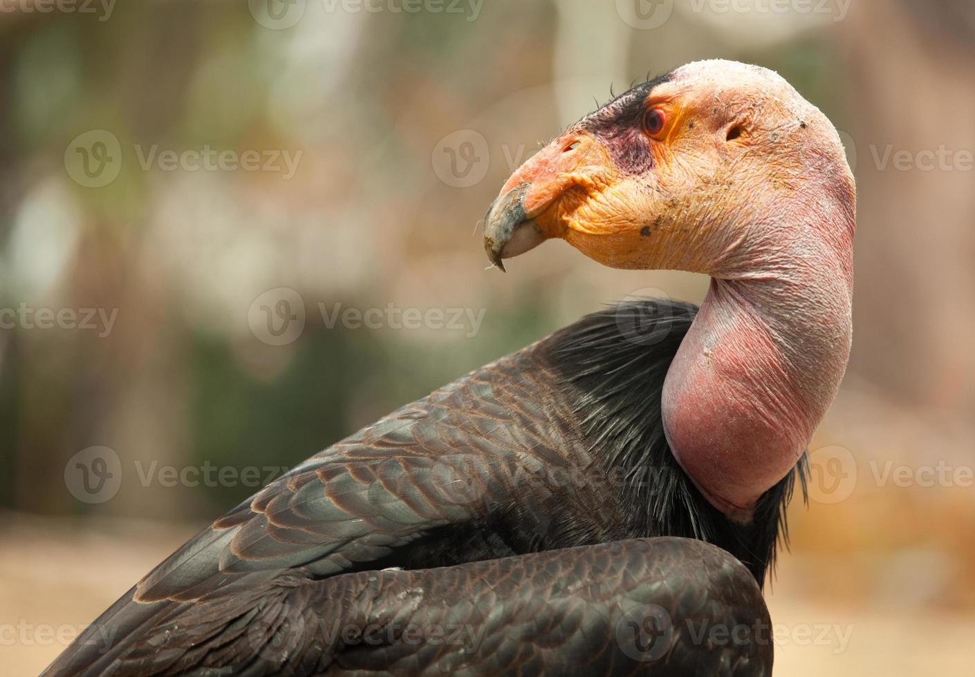 profil du condor de californie photo