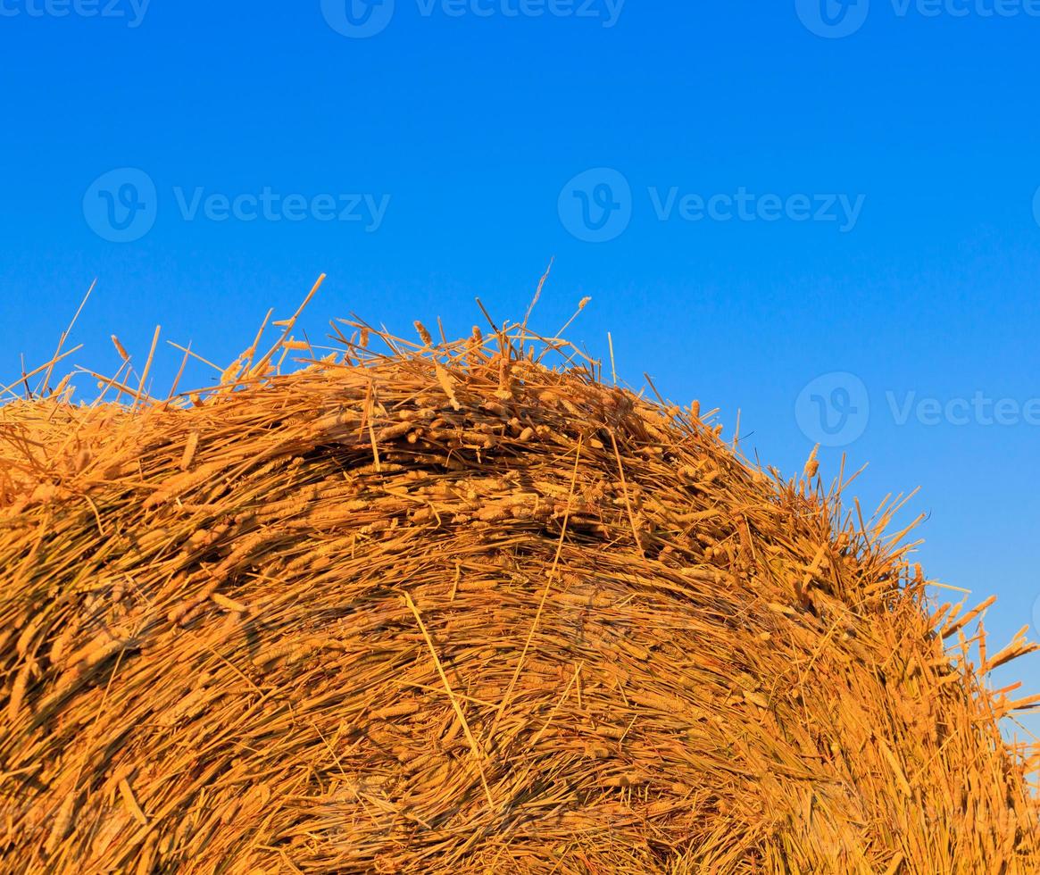 un rick sur le fond de ciel bleu vif photo