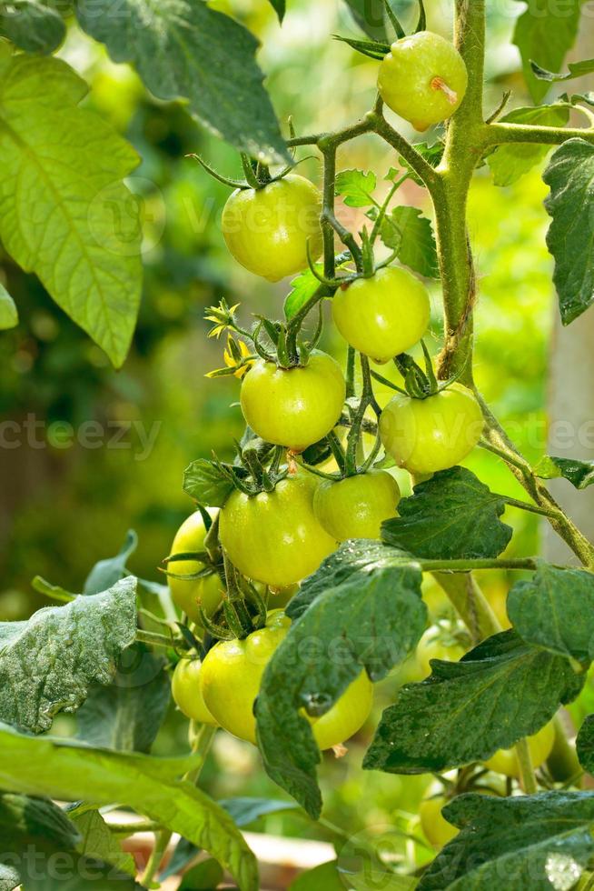 tomates vertes suspendues à une branche dans l'arrière-cour photo