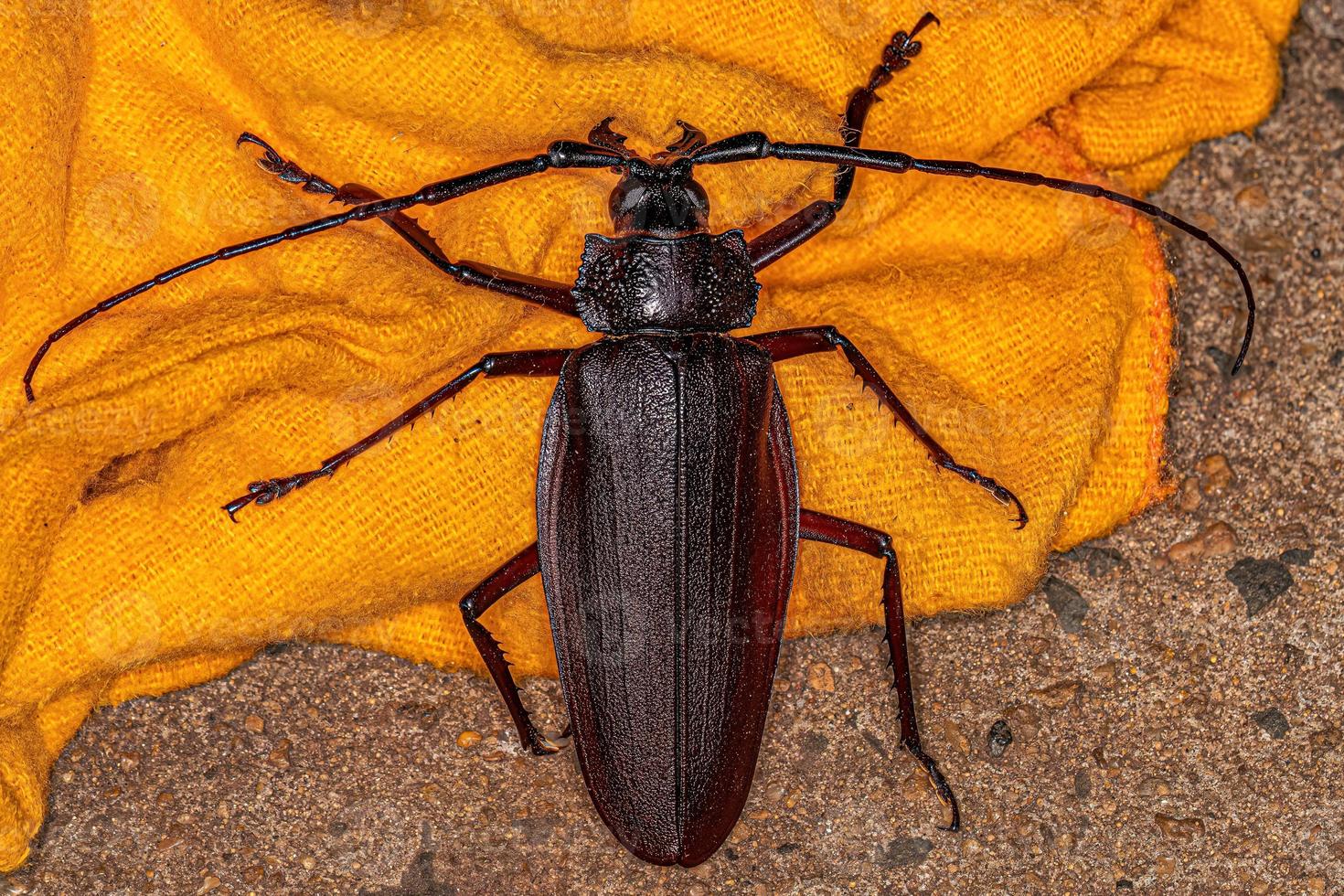 scarabée prionide géant adulte photo