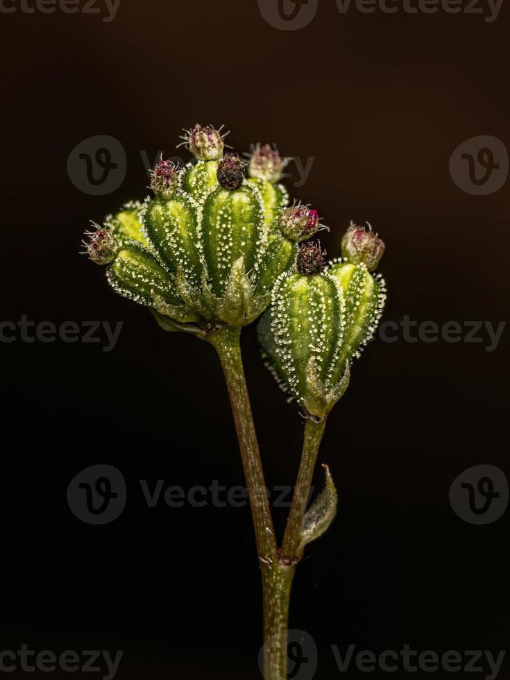 petite plante araignée photo