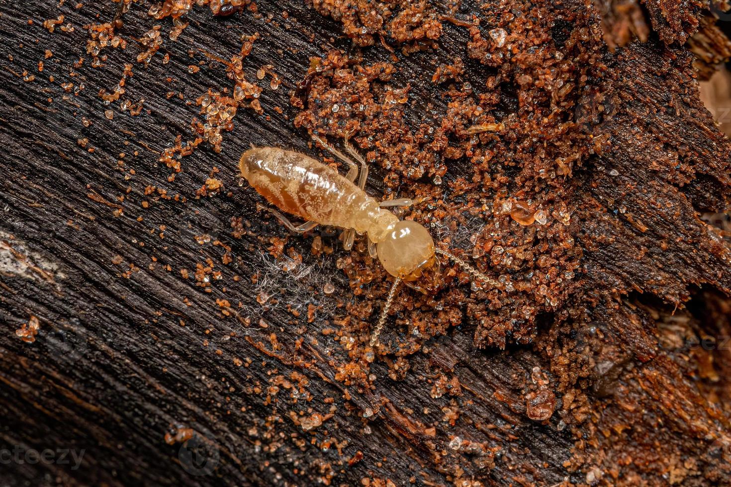 petit insecte termite typique photo