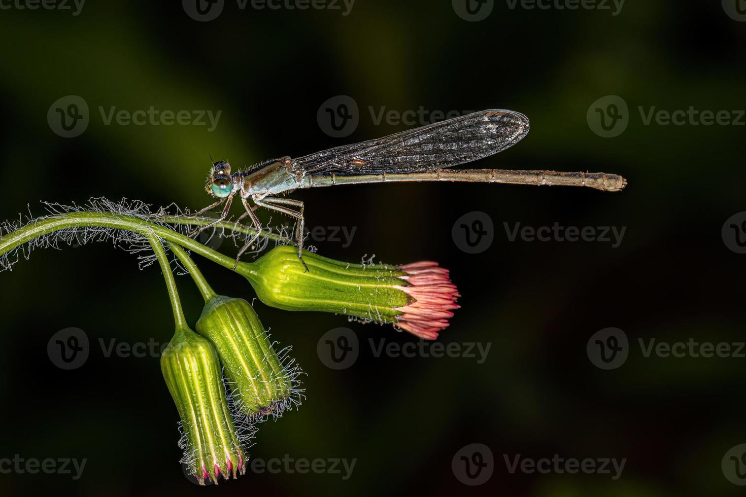 demoiselle adulte à ailes étroites photo