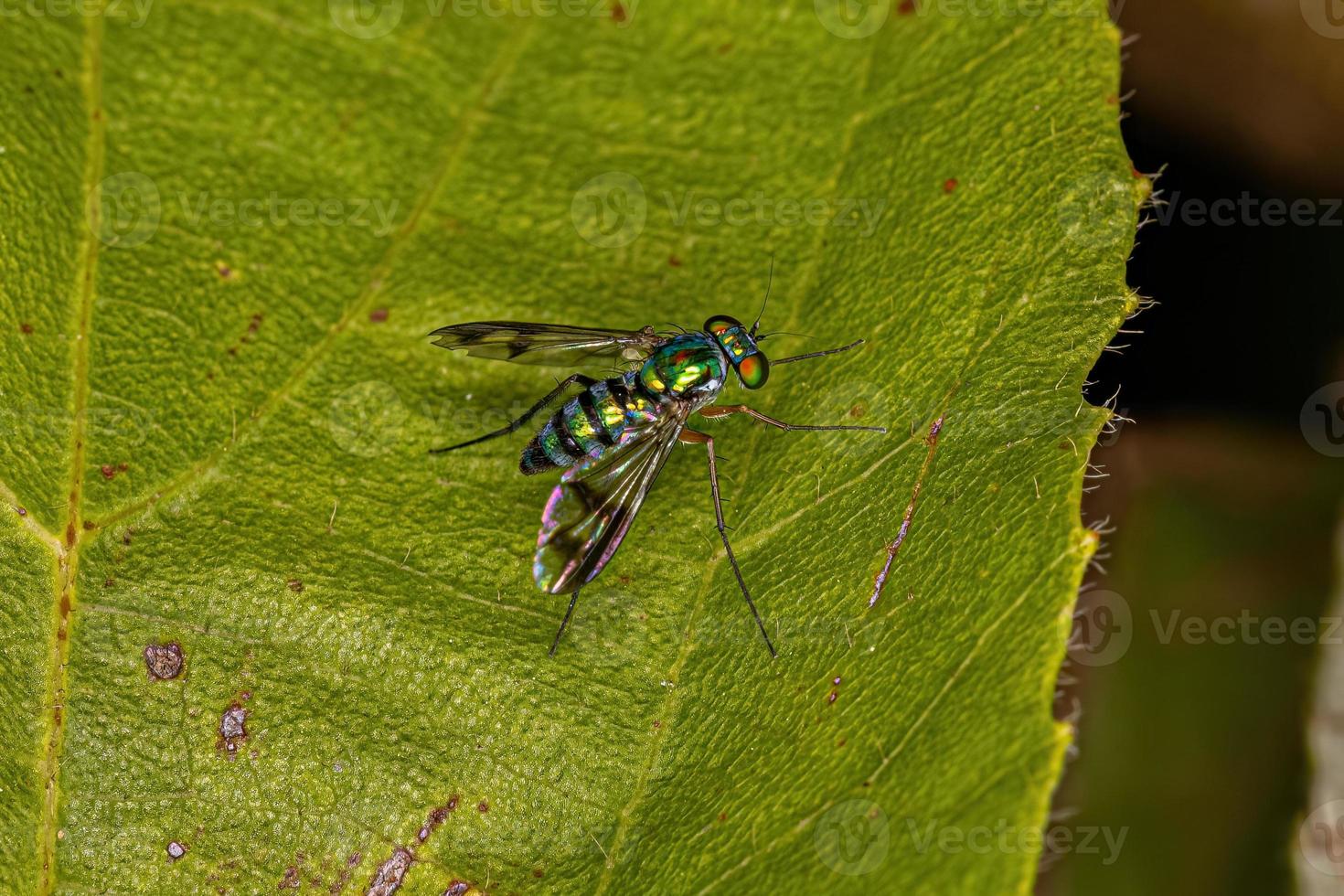 mouche adulte à longues pattes photo