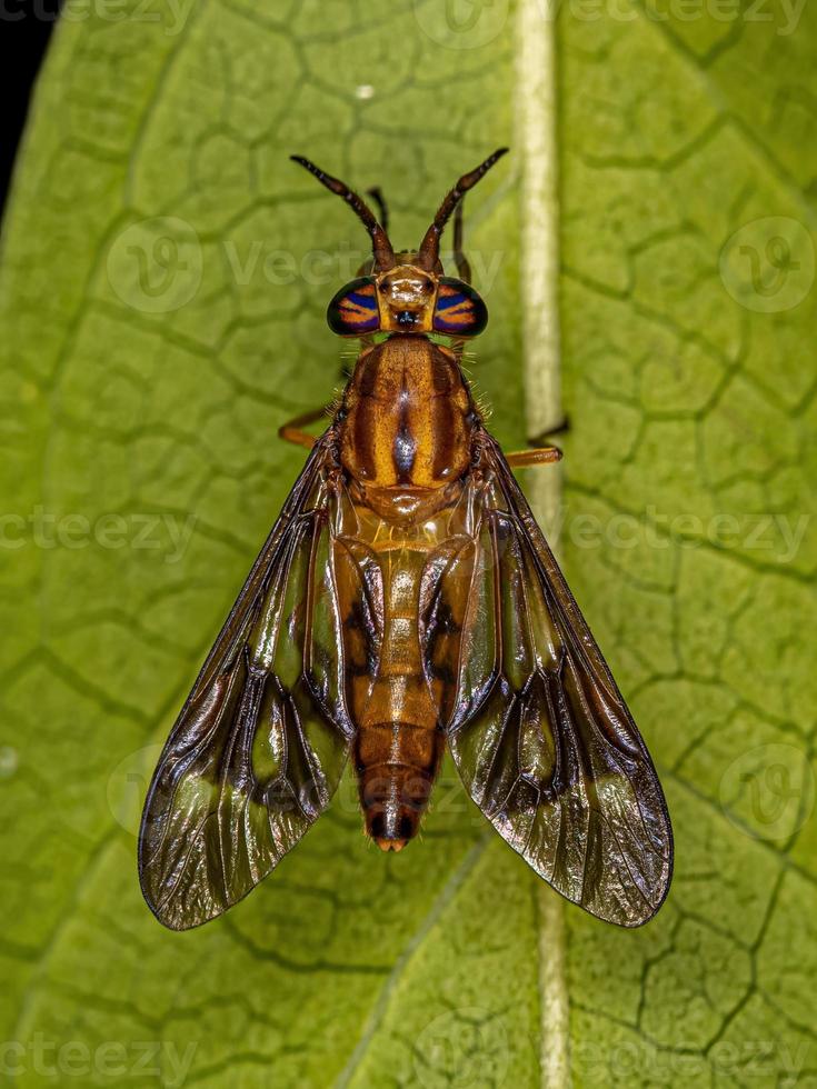 mouche à cheval adulte photo