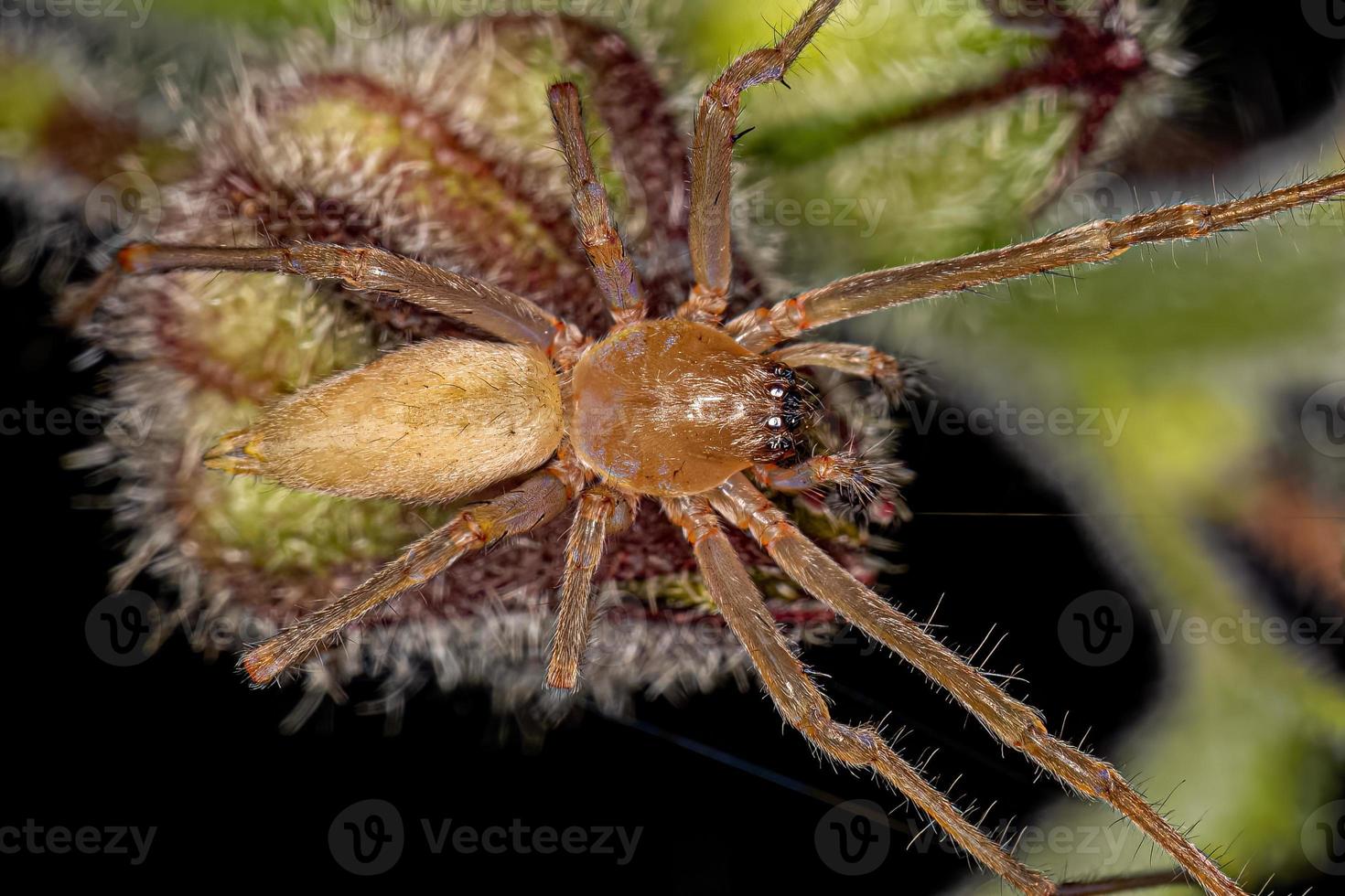 araignée sac adulte à longues pattes photo