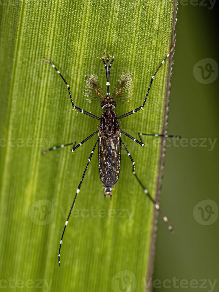 Insecte moustique culiciné mâle adulte photo