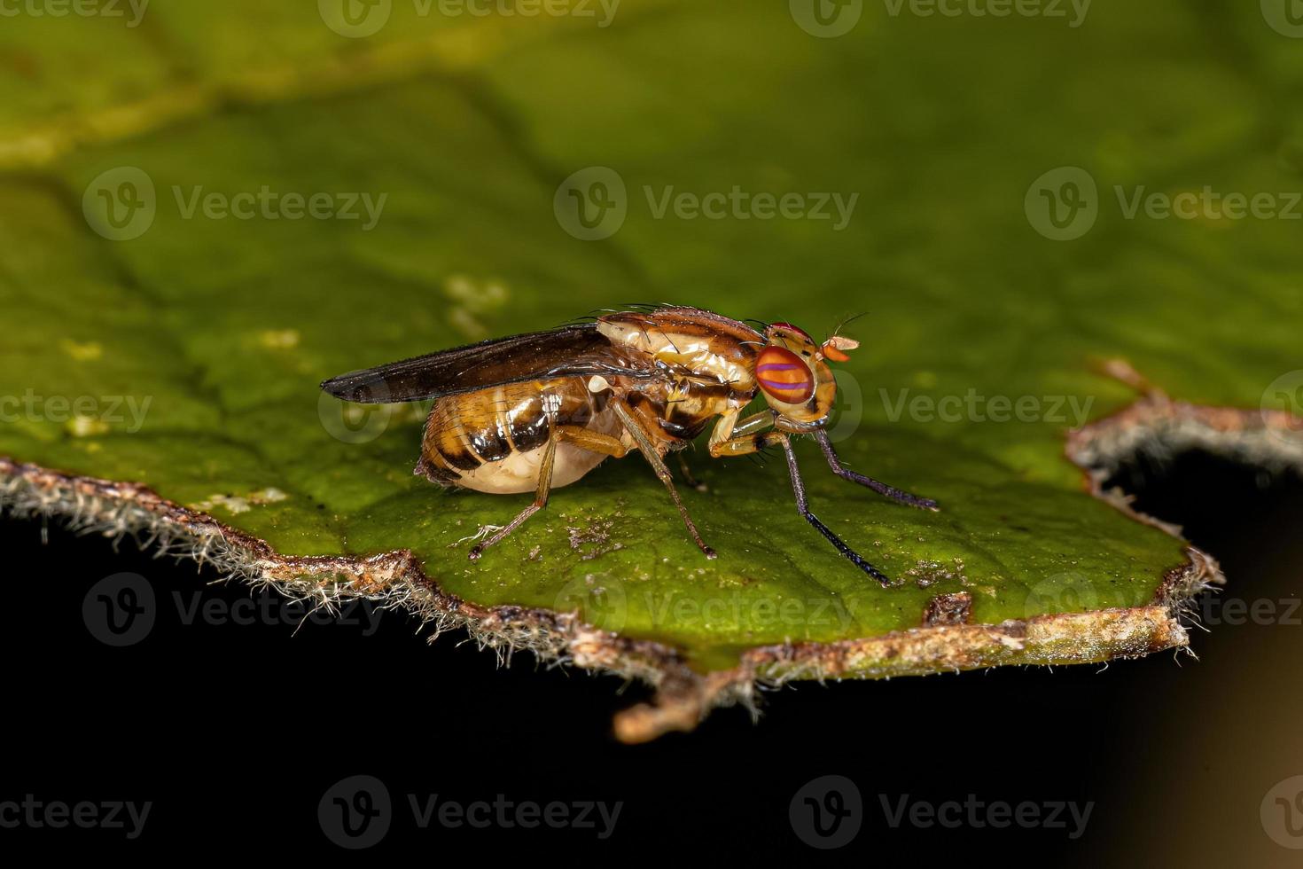 mouche lauxaniide adulte photo