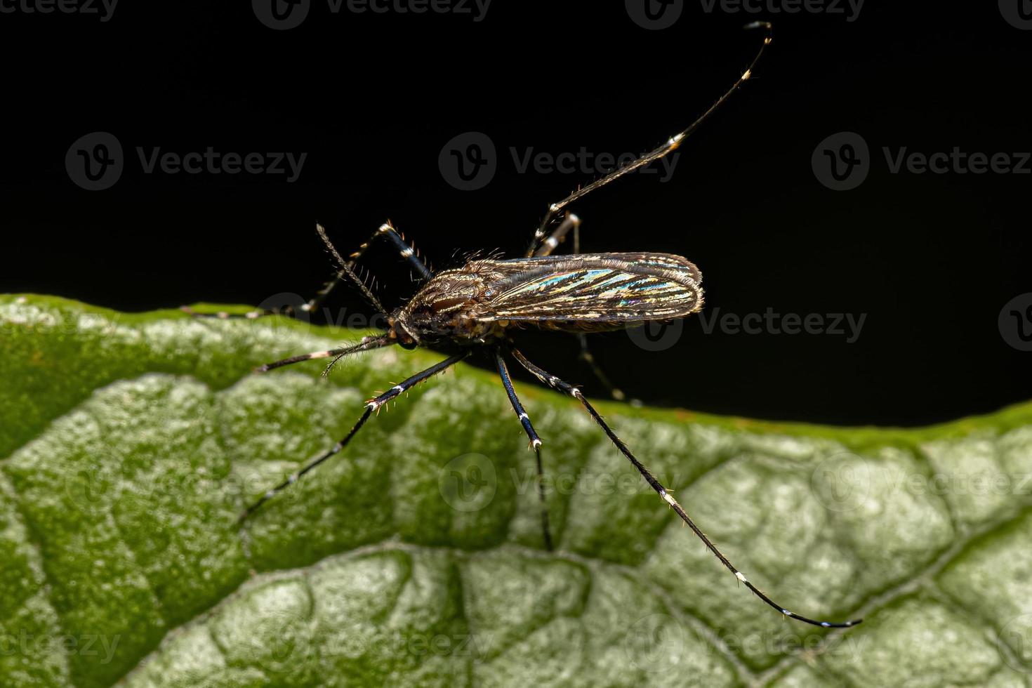 insecte moustique culiciné femelle adulte photo