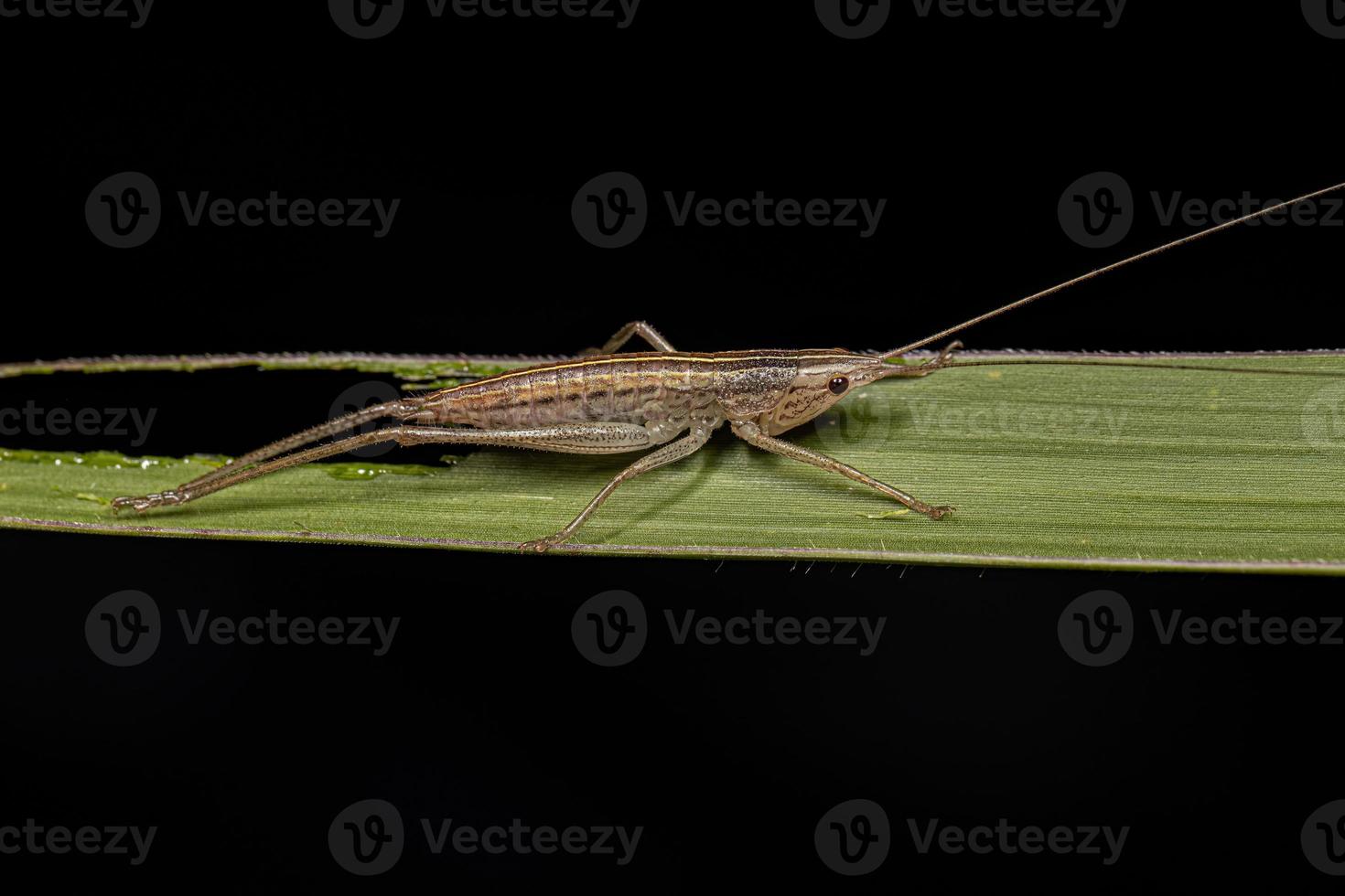 nymphe katydid conehead photo