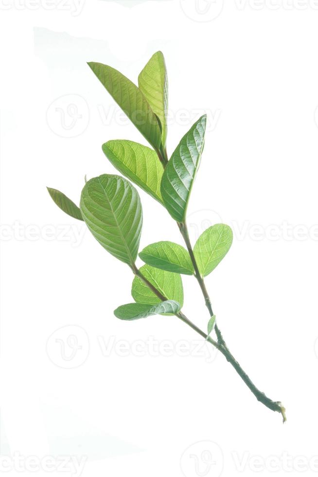 feuilles de goyave isolés sur fond blanc. le nom de la plante est psidium guajava. photo