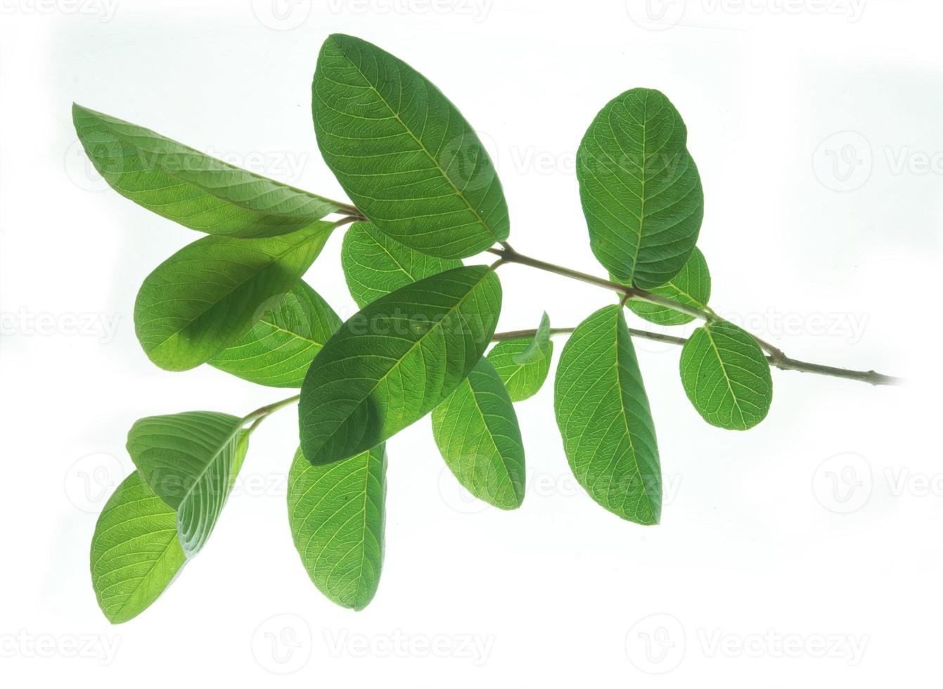 feuilles de goyave isolés sur fond blanc. le nom de la plante est psidium guajava. photo