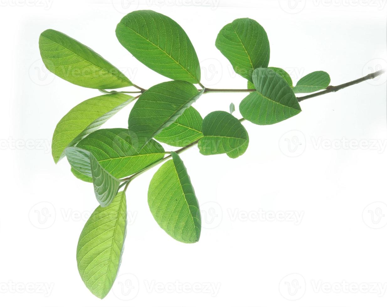 feuilles de goyave isolés sur fond blanc. le nom de la plante est psidium guajava. photo