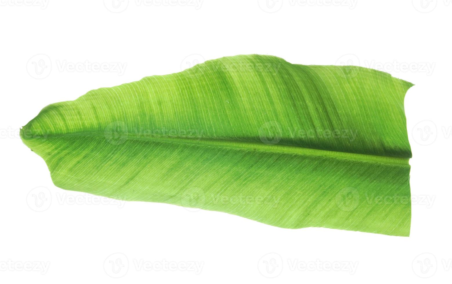 feuille bouclée de banane verte isolée sur fond blanc. photo