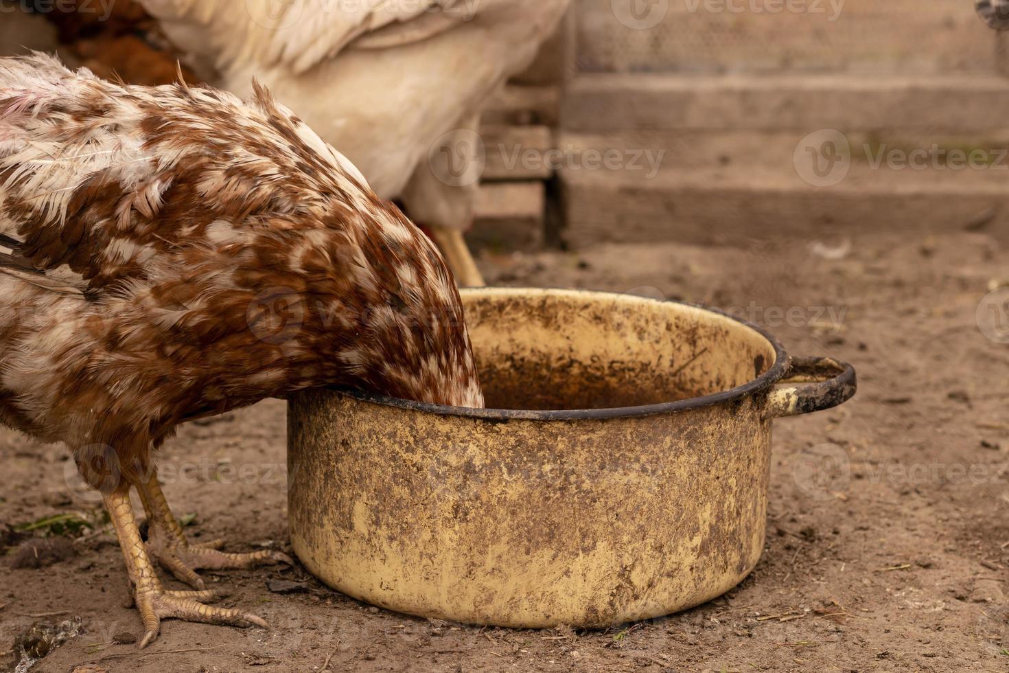 la poule rousse a mis sa tête dans un pot sale photo