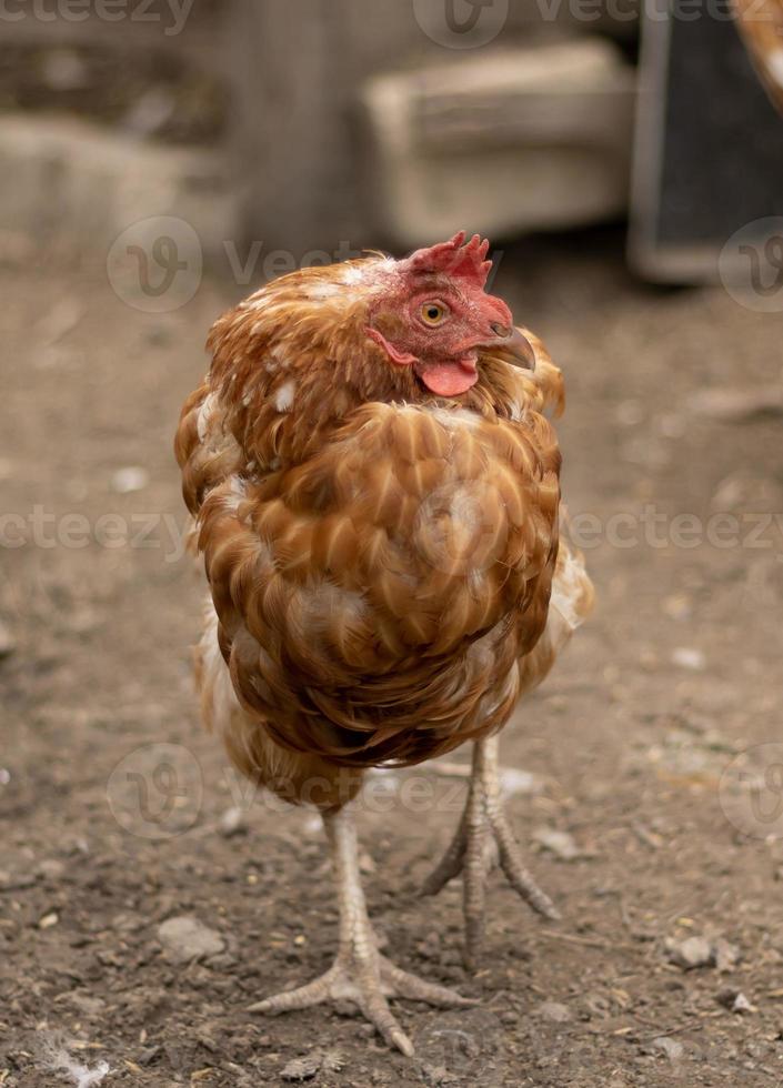 photo verticale d'une poule rousse debout sur une patte et se recroquevillant dans le froid. le poulet domestique gèle dehors