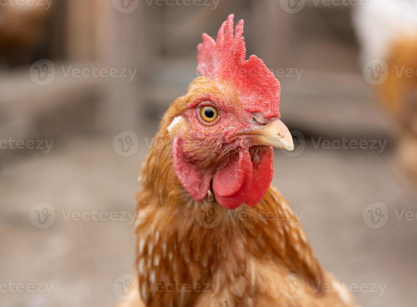 portrait de poulet au gingembre regardant dans l'objectif photo