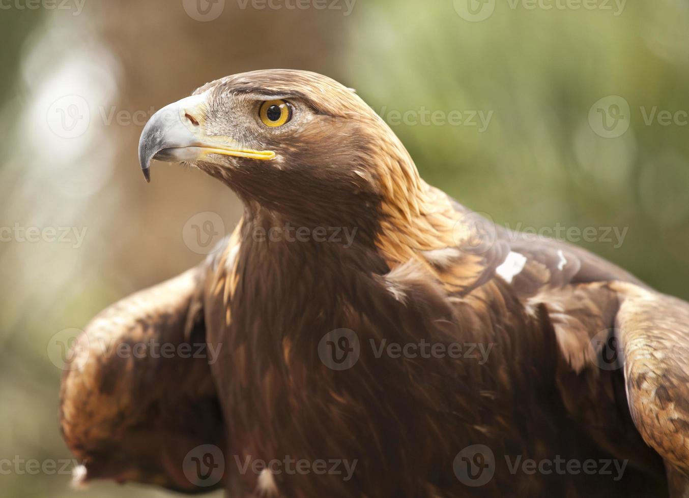 aigle royal de Californie photo