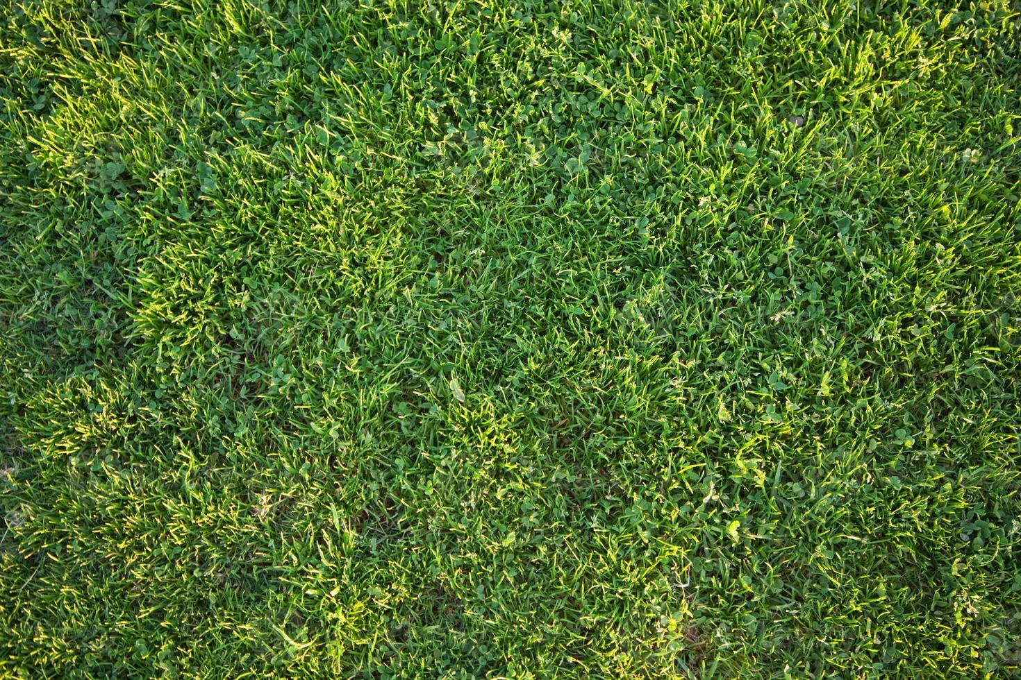 belle texture de fond d'herbe verte photo