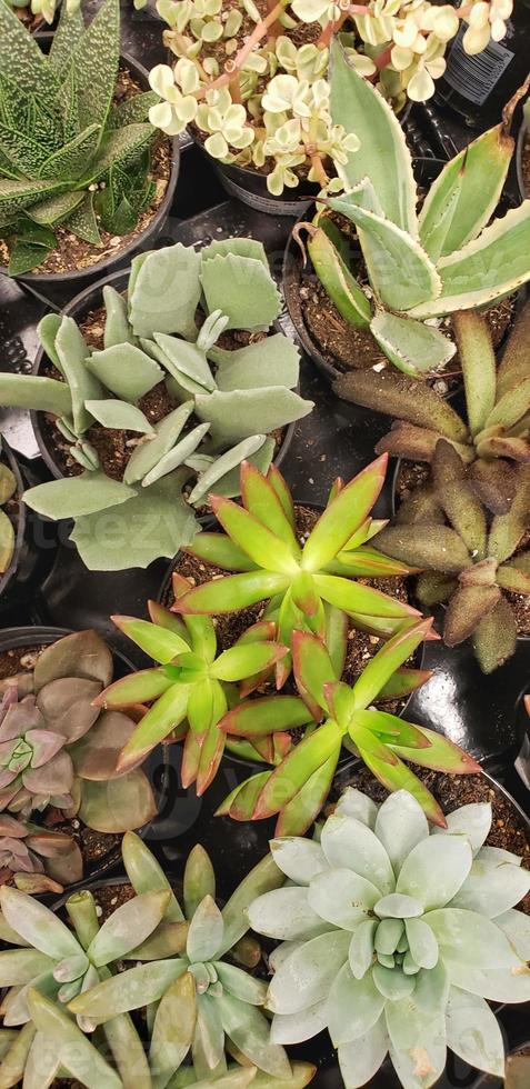 frais généraux abstraits de diverses plantes succulentes à la pépinière photo