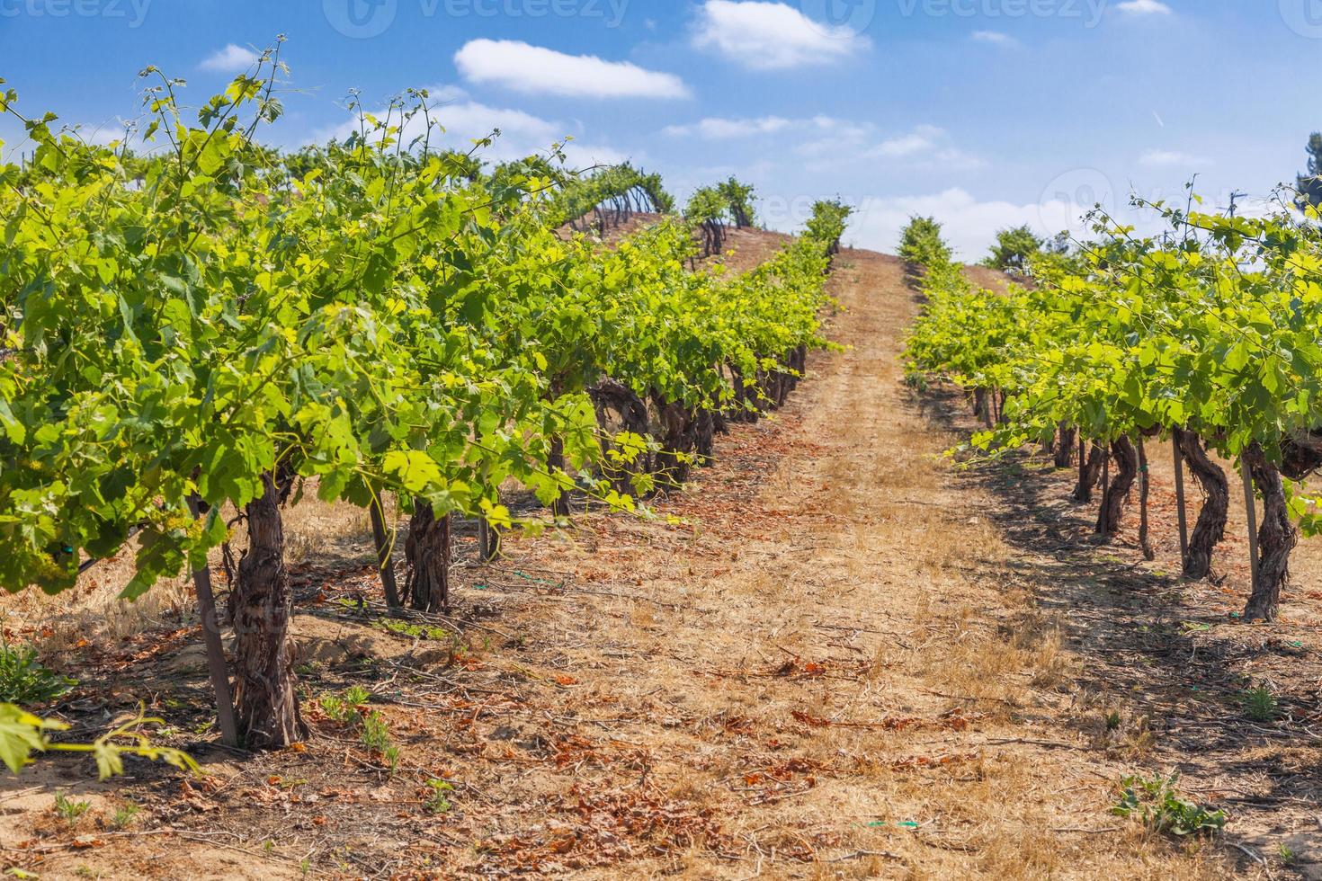 belle ferme viticole de raisin de cuve au soleil de l'après-midi. photo