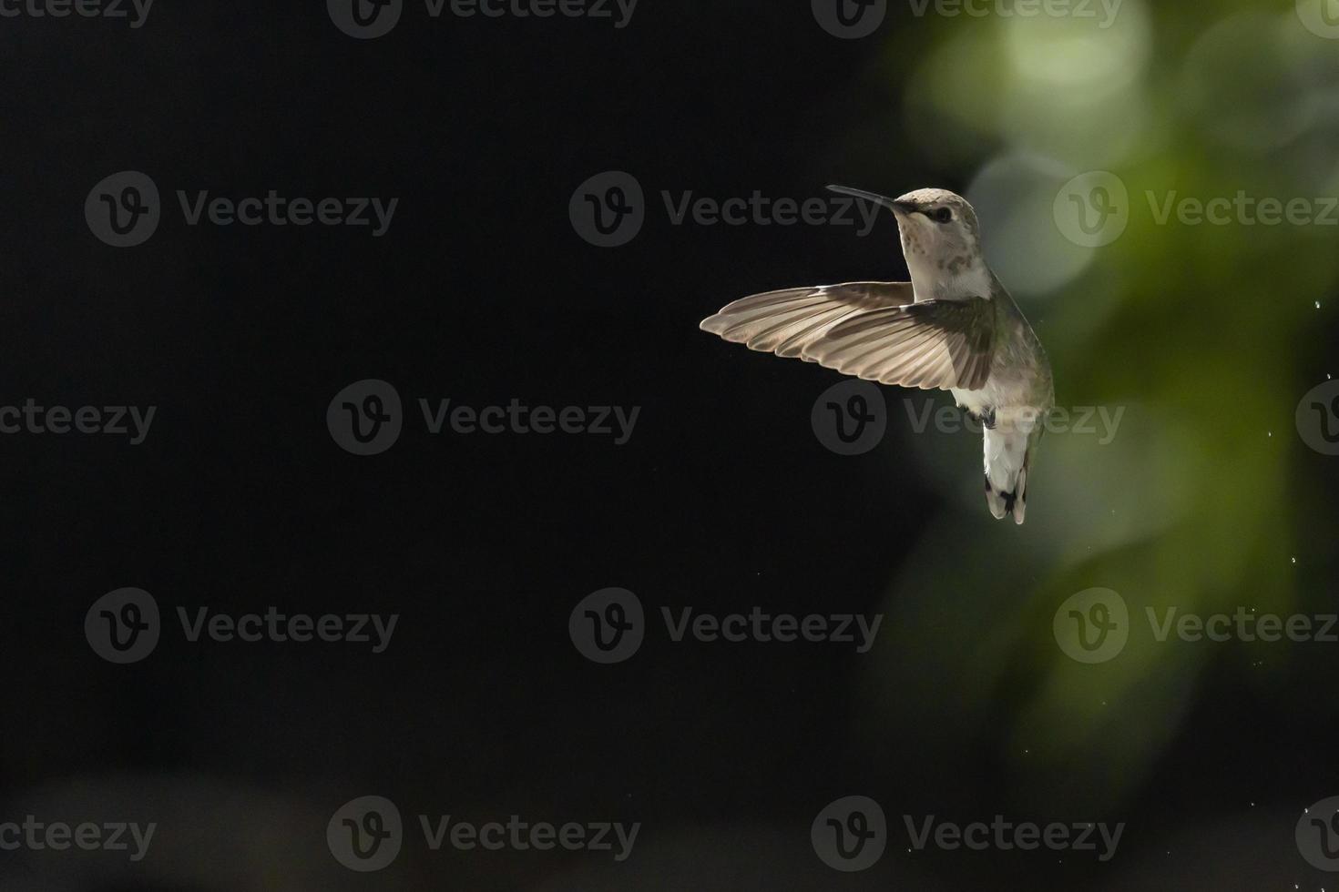 colibri en vol photo